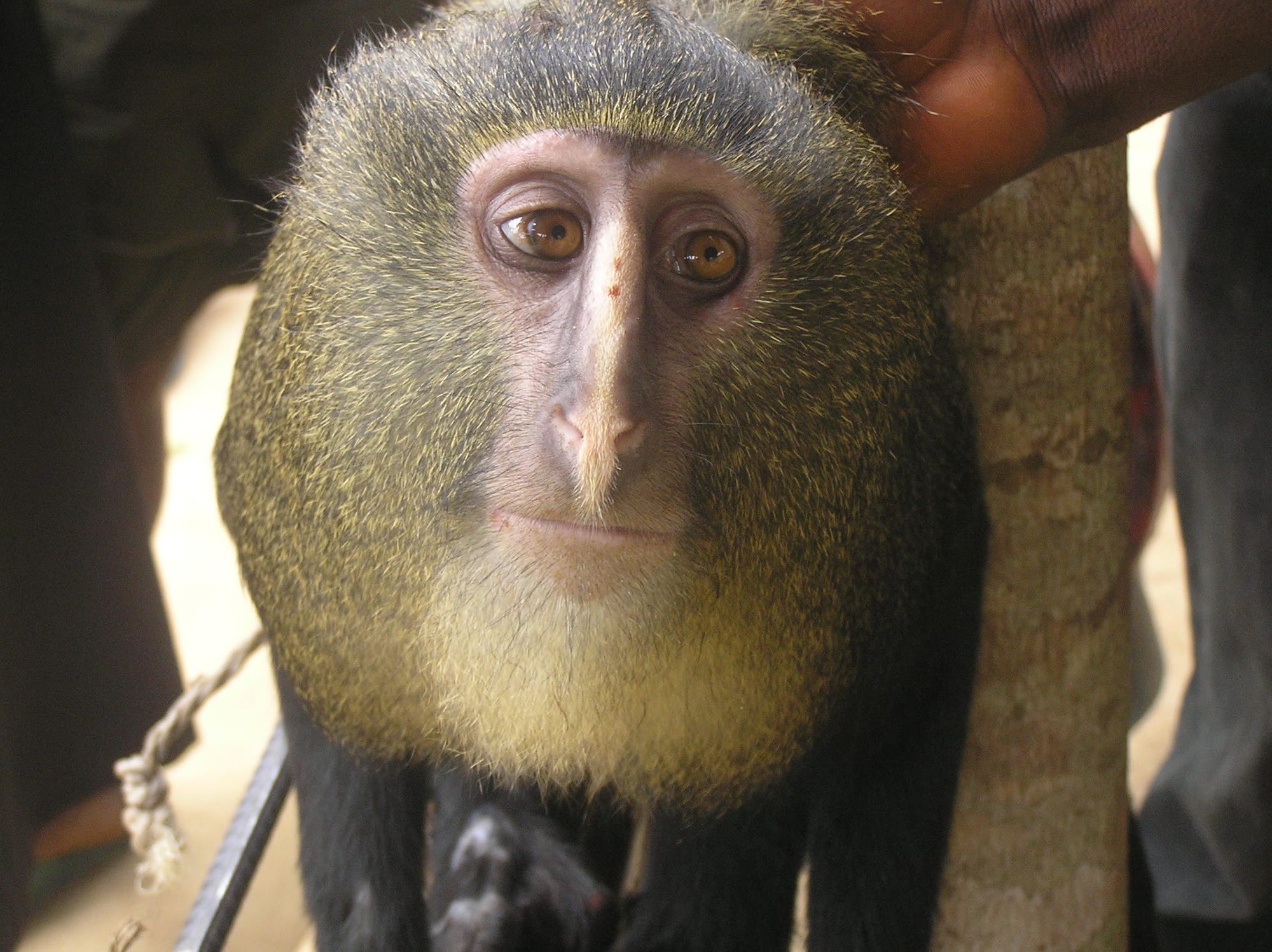 Scimmie, coccodrilli e ragni: viaggio tra le 742 specie nuove scoperte in Congo negli ultimi 10 anni