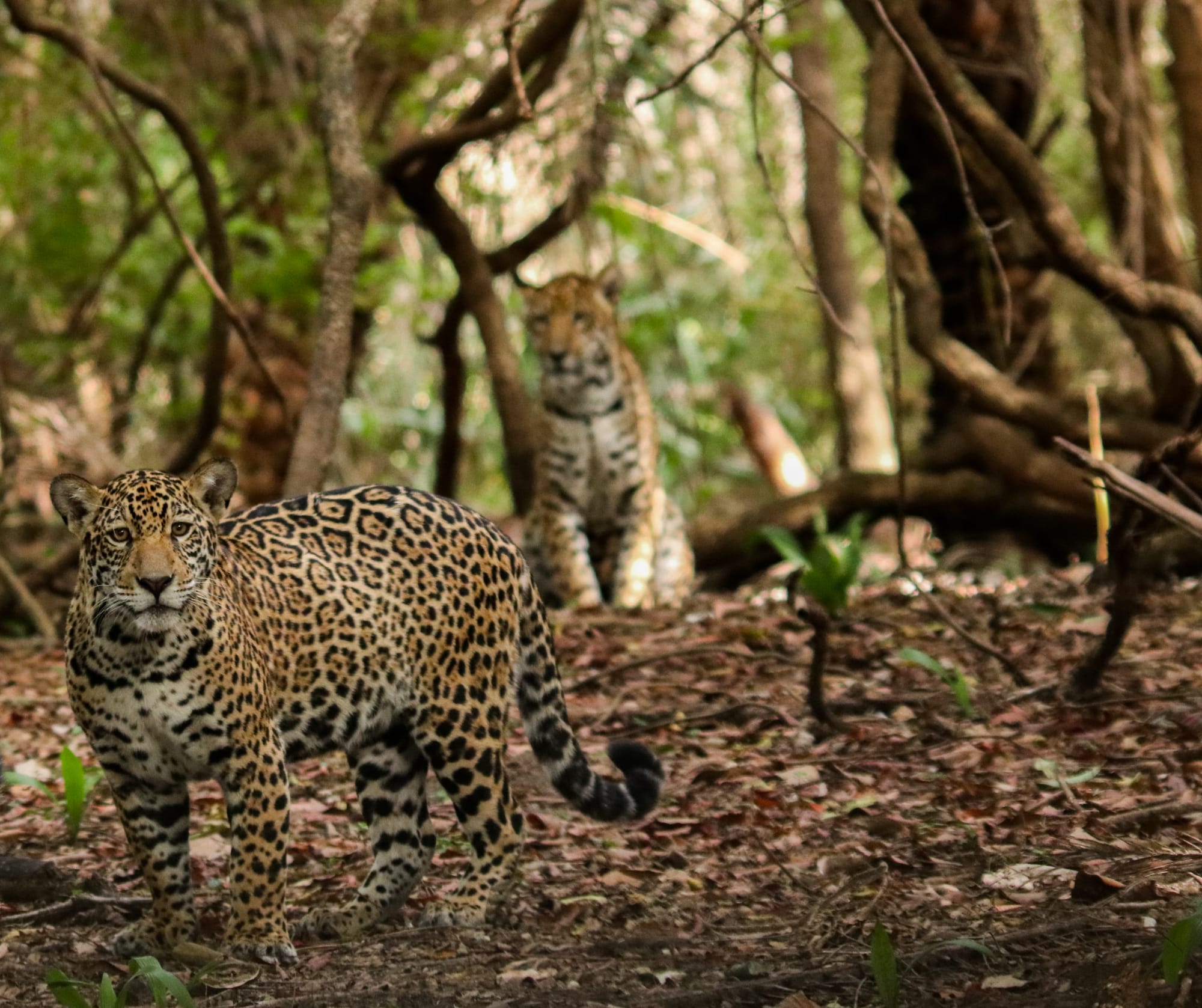 Amazzonia, qualcuno salvi il giaguaro