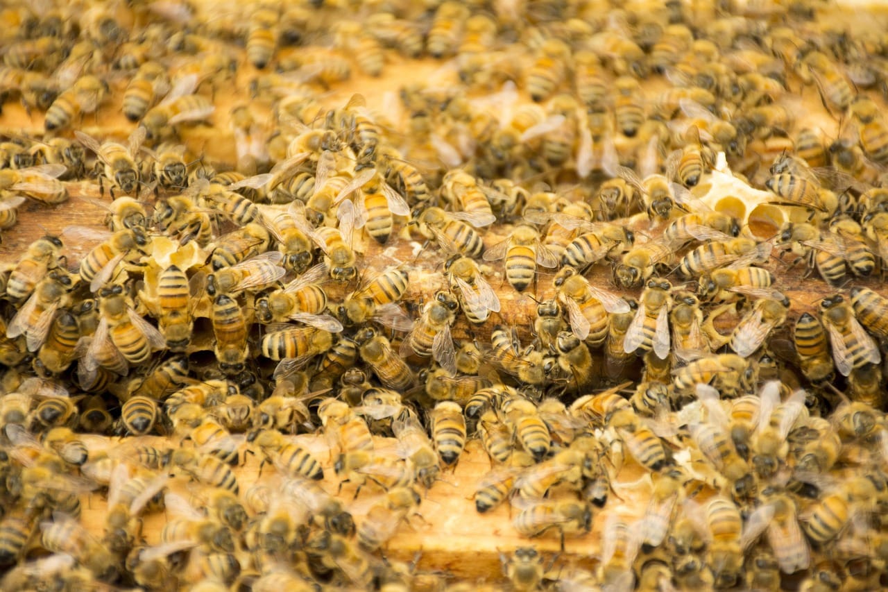 Giornata mondiale delle api: perché gli insetti impollinatori sono a rischio
