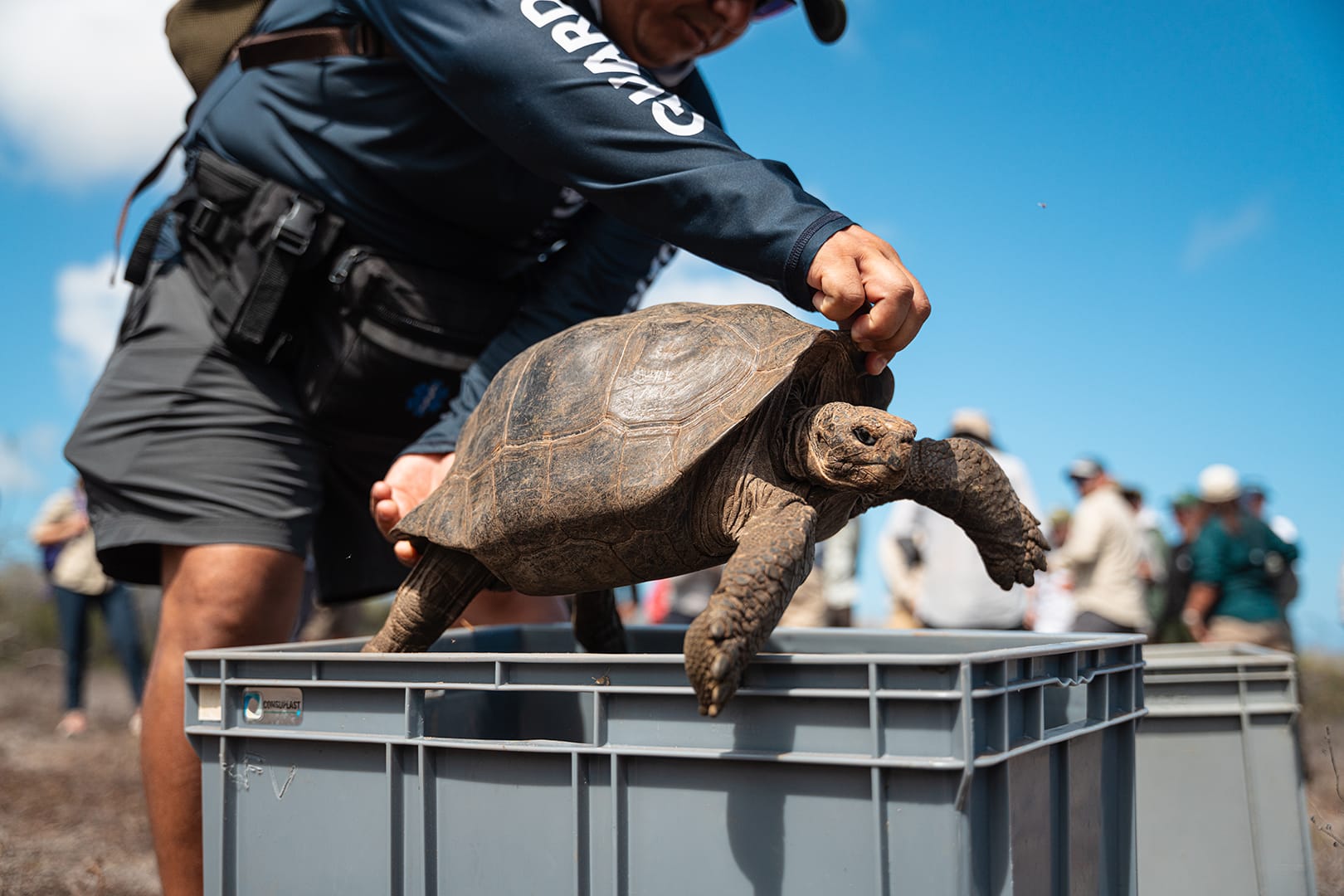 Le tartarughe giganti sono tornate alla Galápagos (ed è anche merito nostro)