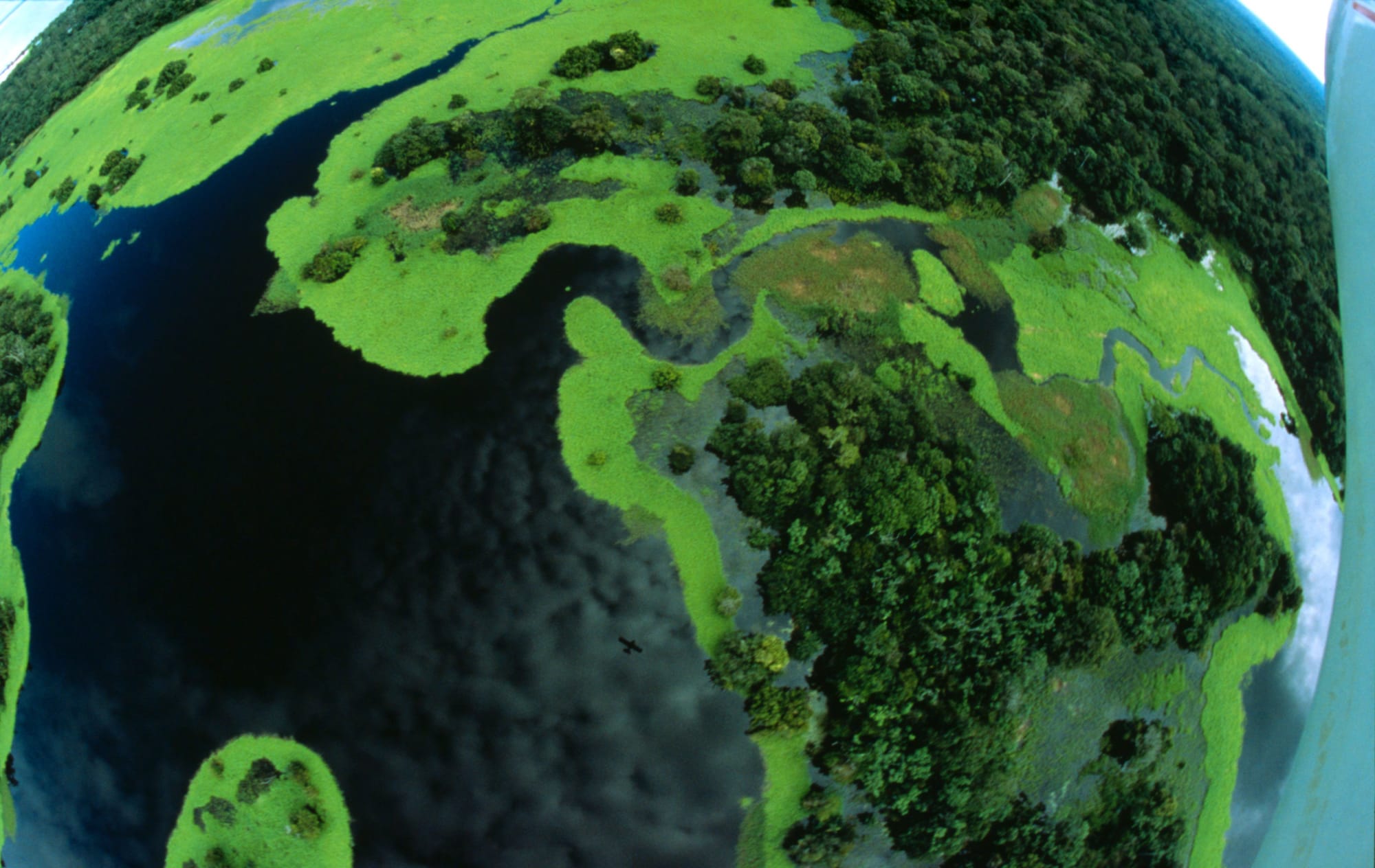 Giornata mondiale delle foreste, ecco quanto verde stiamo perdendo