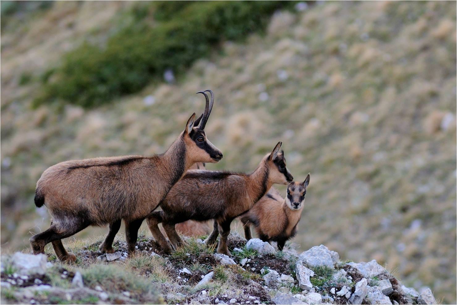 Giornata mondiale della Biodiversità, ecco cosa possiamo fare per salvare la natura