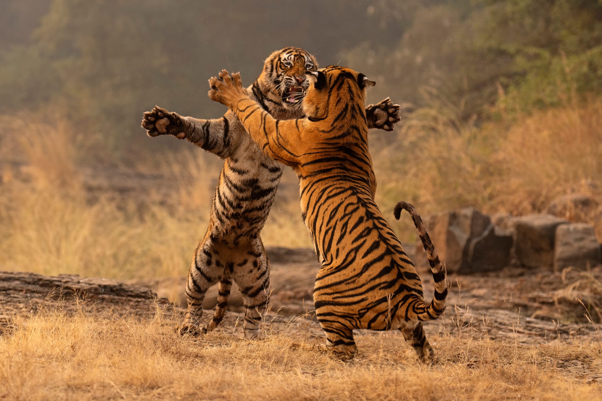 C'è una buona notizia per la tigre: in Nepal la popolazione è più che triplicata