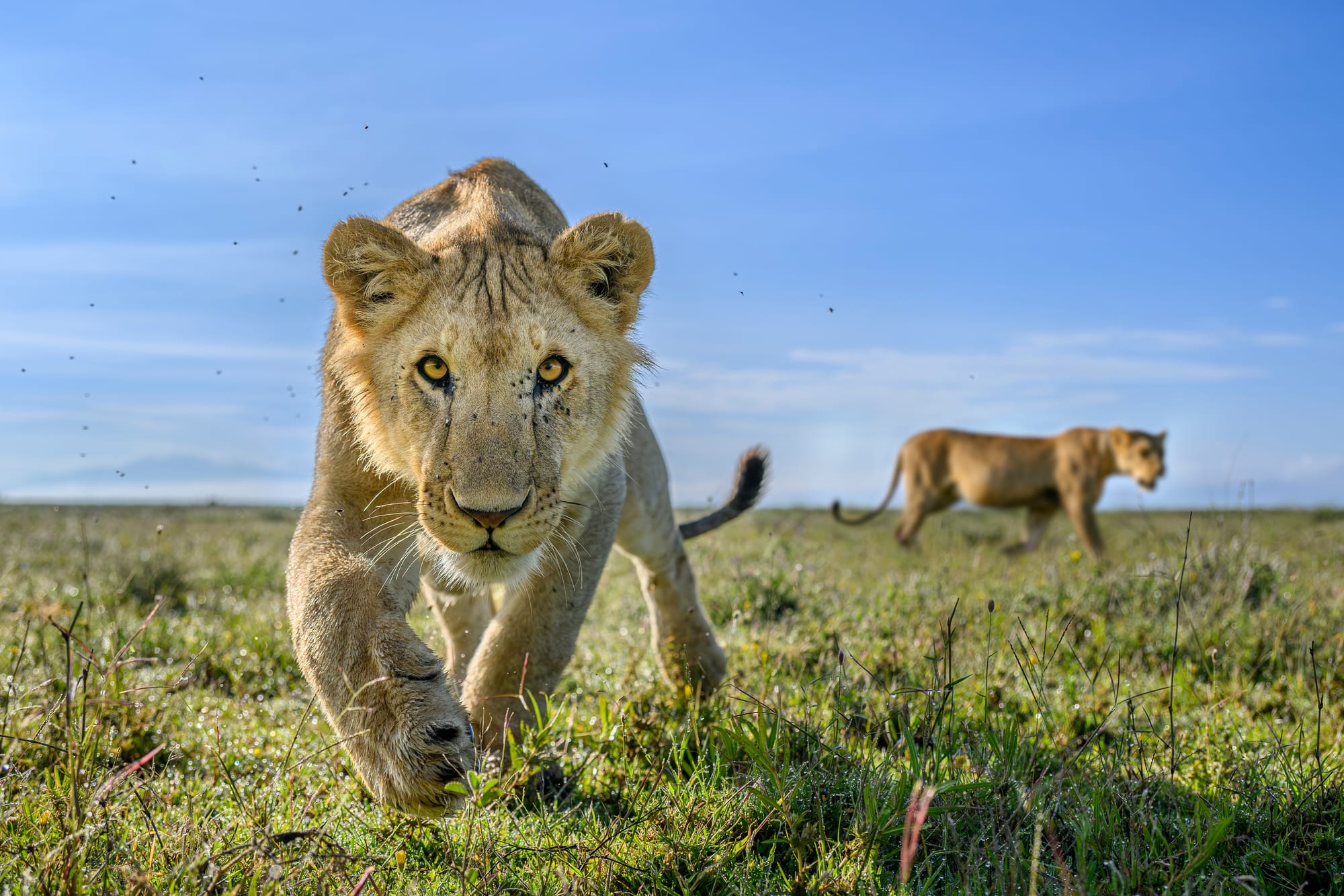 In India ci sono più leoni (ma la specie resta vulnerabile)