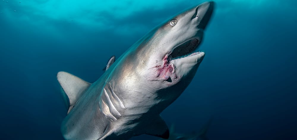 Alla scoperta degli squali: chi è il vero predatore? post image