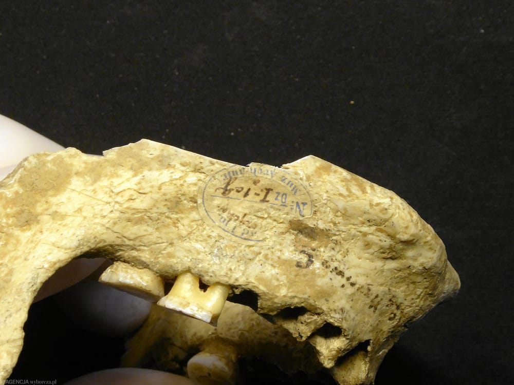 Scoperti in Polonia i primi segni di cannibalismo preistorico post image