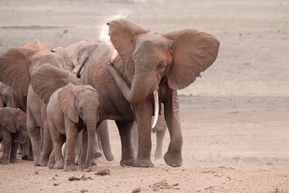 In un secolo abbiamo già perso oltre il 90% degli elefanti africani post image