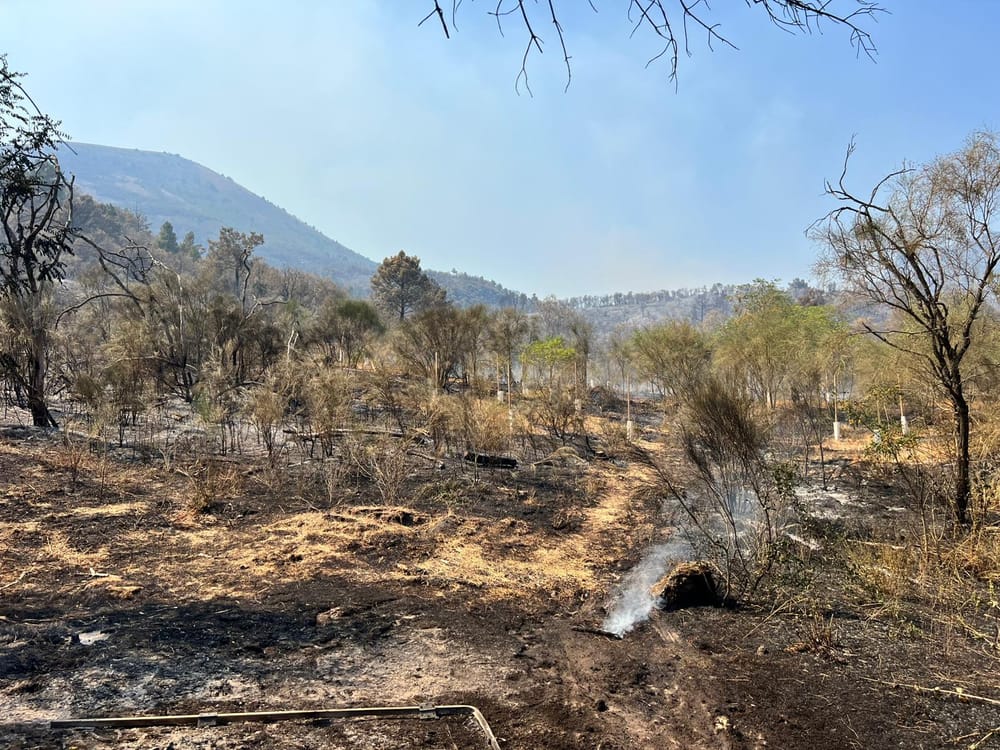Il Vesuvio a fuoco, coinvolti oltre 560 ettari: come salvare gli animali sopravvissuti? post image