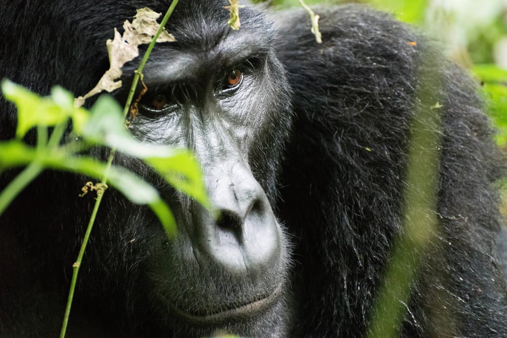 Giornata mondiale del gorilla, a rischio estinzione per bracconaggio e distruzione degli habitat post image