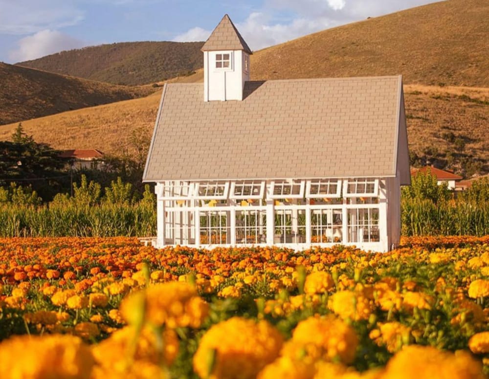 In Campania il primo campo di fiori di tagete in Italia con yoga, meditazione e... cassetta delle lettere post image