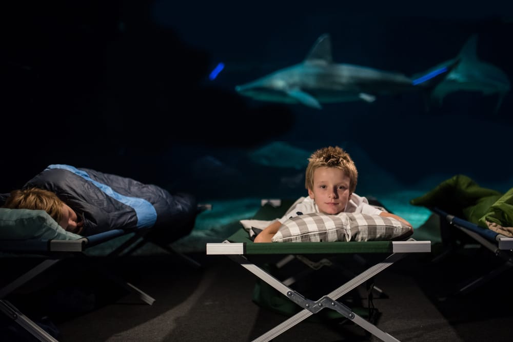 Per Halloween l'Acquario di Genova propone la Notte con gli Squali post image