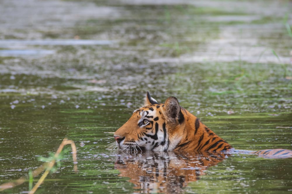 Storia di Gamma, un cucciolo di tigre che alimenta la speranza in Thailandia post image