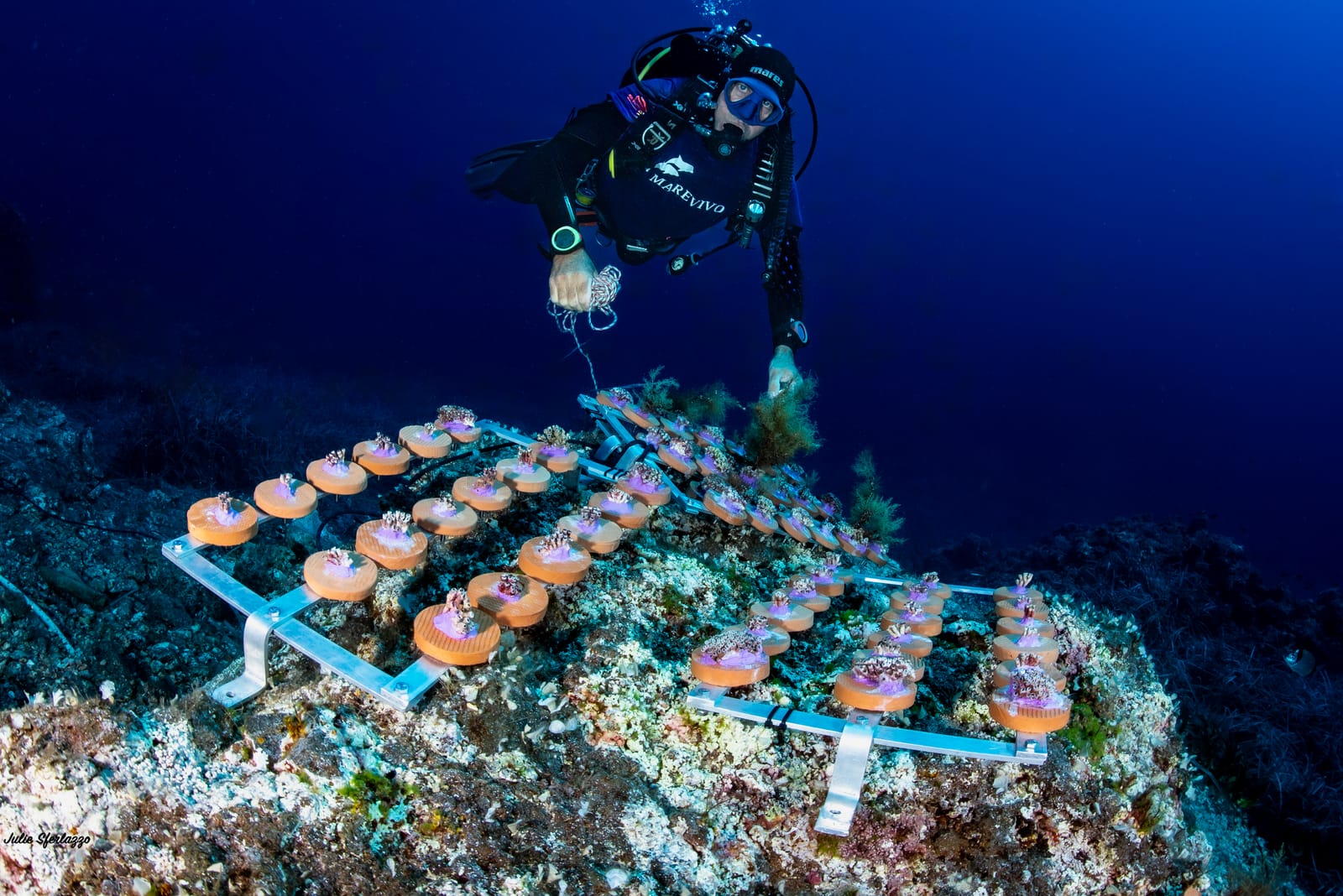 Coralli sotto stress, ecco come si scalda il Mediterraneo post image