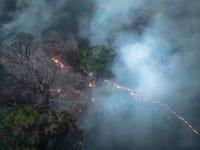 Sos Amazzonia, perso il 18% della foresta post image