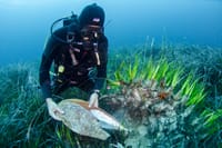 Giornata degli Oceani, perché è fondamentale salvare la Posidonia post image