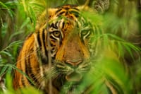Rischia ancora l'estinzione, ma ci sono buone notizie: ecco perché la tigre potrebbe salvarsi post image