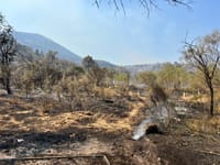 Il Vesuvio a fuoco, coinvolti oltre 560 ettari: come salvare gli animali sopravvissuti? post image