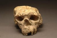 Il “labirinto” delle origini: da Lucy a Yunxian, così si riscrive la storia post image