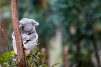 Australia, per salvare i koala nasce un grande parco nazionale post image