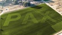 "Pax", una scritta di 180 metri nei campi di Pisa post image