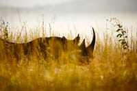 C'è una buona notizia per i rinoceronti del Sudafrica: il bracconaggio sta diminuendo post image