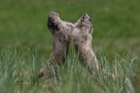 Fa troppo caldo, le marmotte smettono di giocare: il clima cambia anche la vita sociale degli animali post image