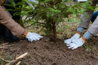 Italia, mai così tanti nuovi alberi. Ma il futuro delle foreste è a rischio post image
