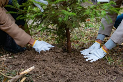 Italia, mai così tanti nuovi alberi. Ma il futuro delle foreste è a rischio post image