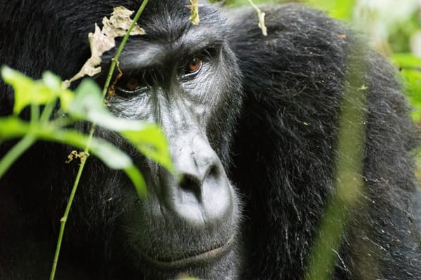 Giornata mondiale del gorilla, a rischio estinzione per bracconaggio e distruzione degli habitat post image