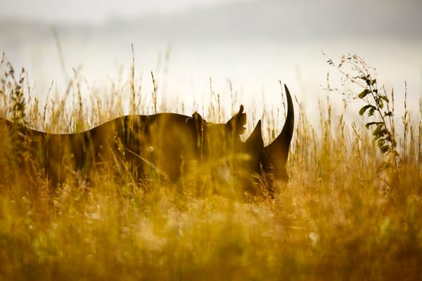 C'è una buona notizia per i rinoceronti del Sudafrica: il bracconaggio sta diminuendo post image