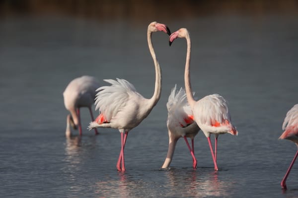 San Valentino, tempo d'amore anche tra gli animali post image