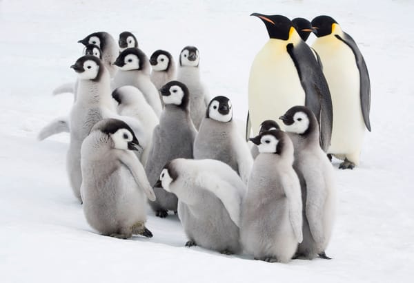 Perché il pinguino imperatore è sempre più a rischio post image