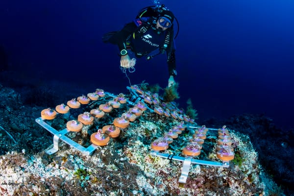 Coralli sotto stress, ecco come si scalda il Mediterraneo post image