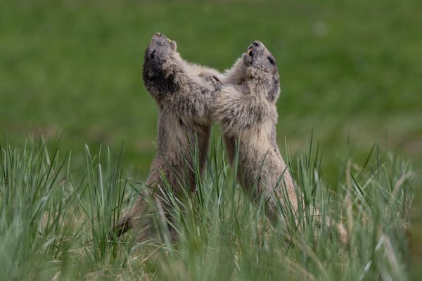 Fa troppo caldo, le marmotte smettono di giocare: il clima cambia anche la vita sociale degli animali post image