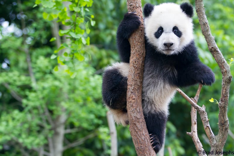 Giornata del panda, 1.800 individui in natura: ma la specie non è fuori pericolo post image
