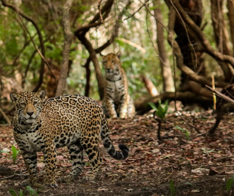 Amazzonia, qualcuno salvi il giaguaro post image