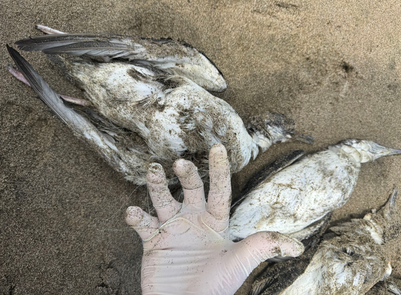 Cosa c'è dietro la moria di uccelli marini sulle nostre spiagge? post image