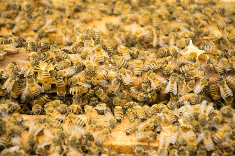 Giornata mondiale delle api: perché gli insetti impollinatori sono a rischio post image