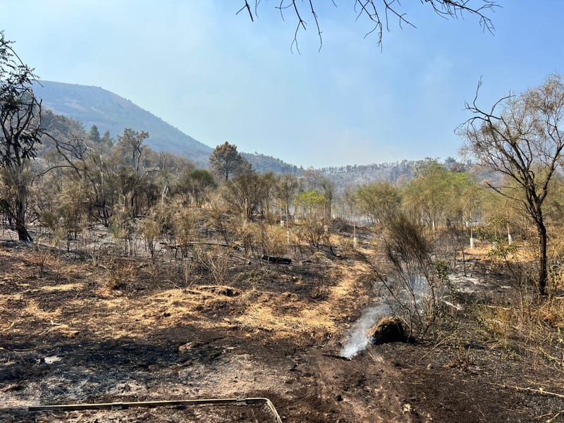 Il Vesuvio a fuoco, coinvolti oltre 560 ettari: come salvare gli animali sopravvissuti? post image