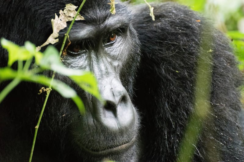 Giornata mondiale del gorilla, a rischio estinzione per bracconaggio e distruzione degli habitat post image
