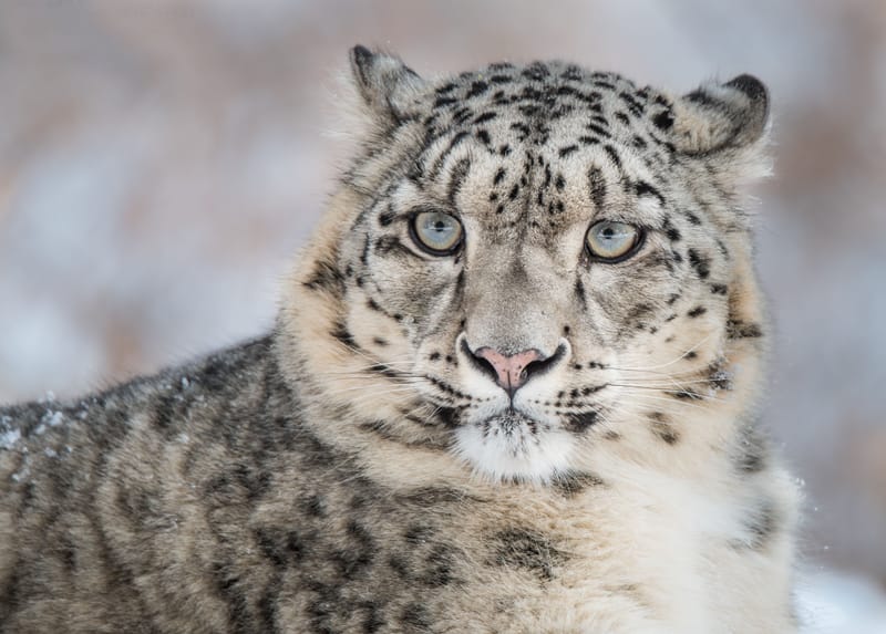 Qualcuno salvi il leopardo delle nevi post image