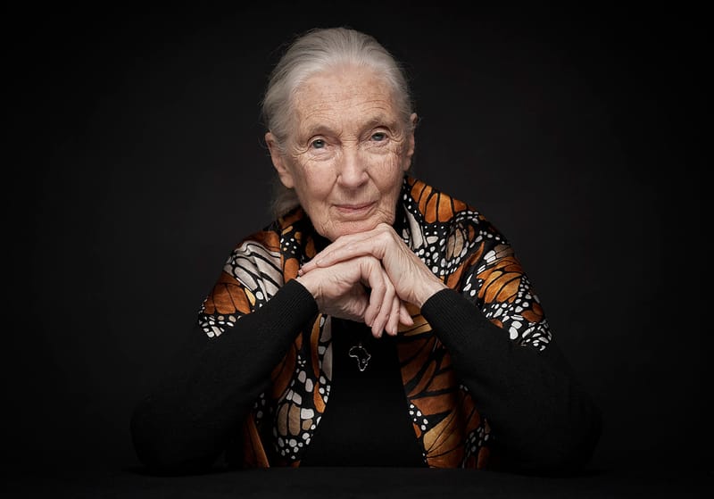 Addio a Jane Goodal, ha rivoluzionato il modo in cui guardiamo le scimmie post image
