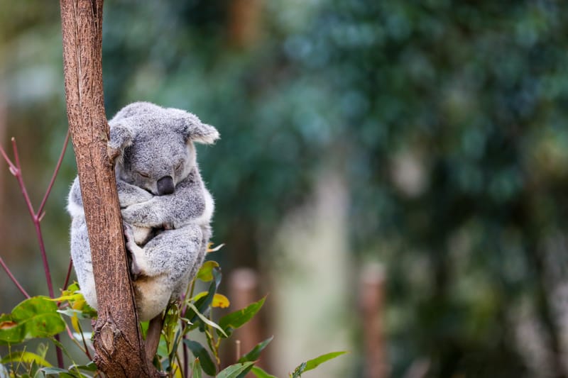 Australia, per salvare i koala nasce un grande parco nazionale post image