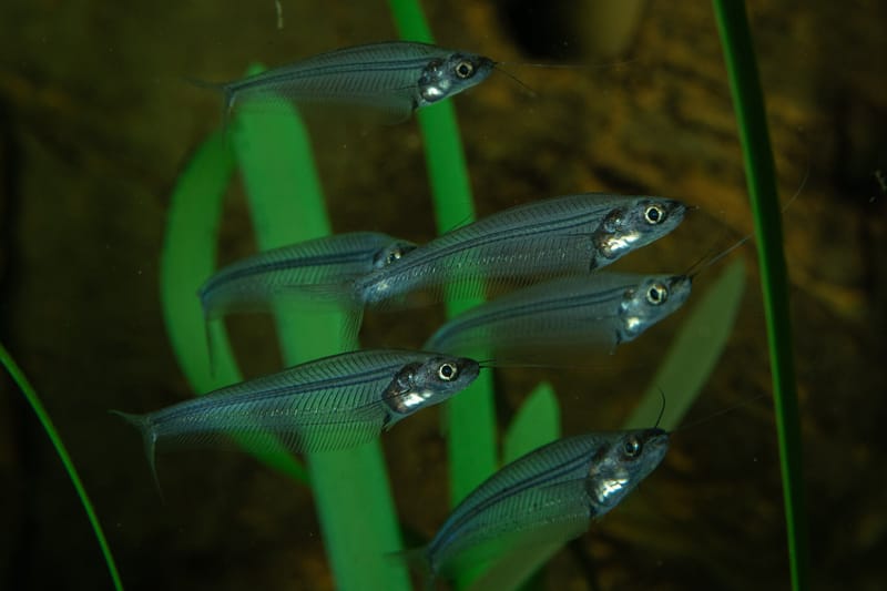 Anche i pesci sbagliano a scegliere il "pacco" post image