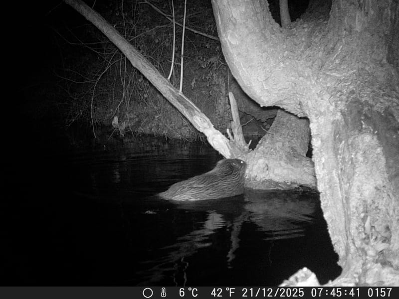Nell'Appennino centrale è arrivato il castoro. Ma forse non è una buona notizia post image