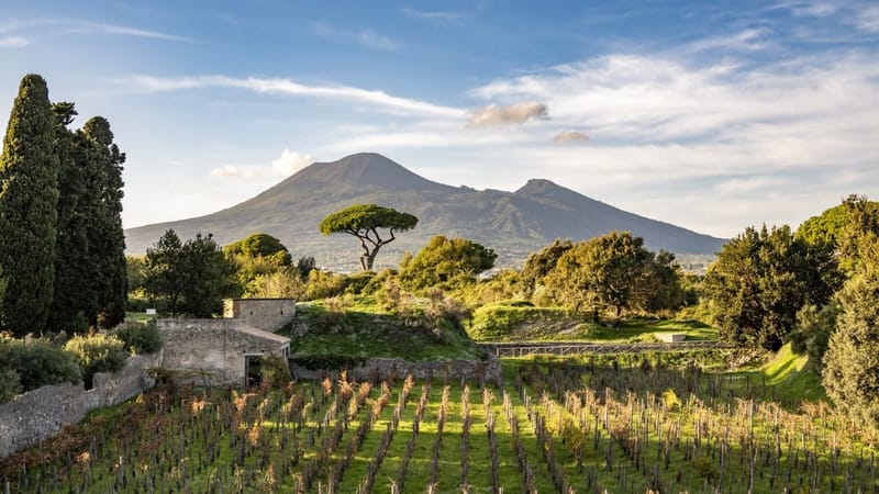 Pompei torna a vendemmiare: il vino rinasce tra le domus post image